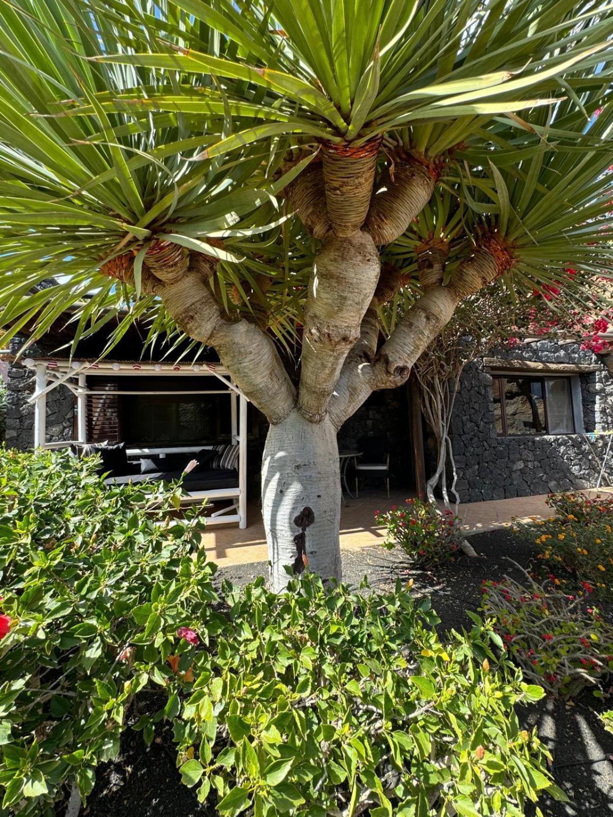 Castillo Lanzarote Villa Bailey - Luxury Villa - Pet Friendly With Heated Pool La Asomada  Luaran gambar